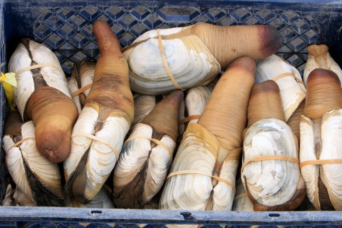 How to cook geoduck cantonese style